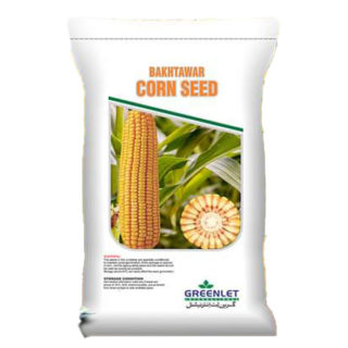 Corn Seed